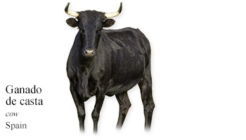Ganado de casta -cow- Spain