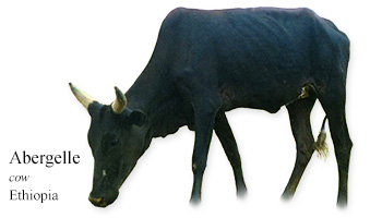 Abergelle -cow- Ethiopia