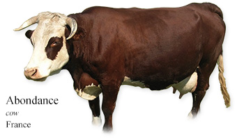 Abondance -cow- France