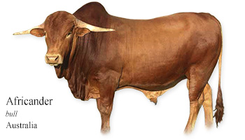 Africander -bull- Australia