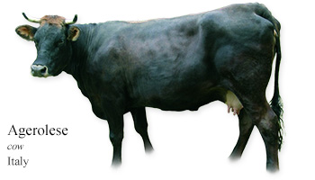 Agerolese -cow- Italy