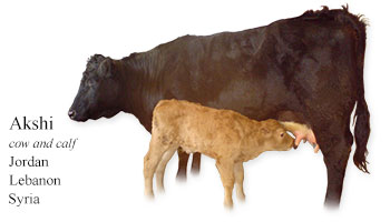 Akshi -cow and calf- Jordan/Lebanon/Syria