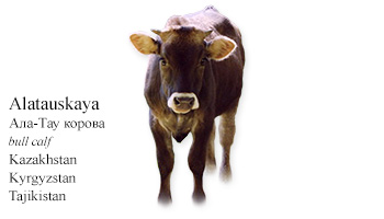 Alatau -cow- Kazakhstan/Kyrgystan/Tajikistan