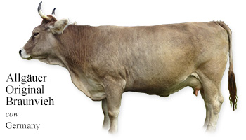 Allgauer Original Braunvieh -cow- Germany