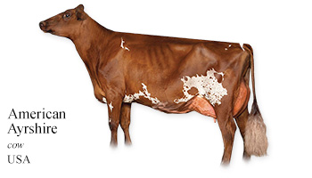 American Ayrshire -cow- USA