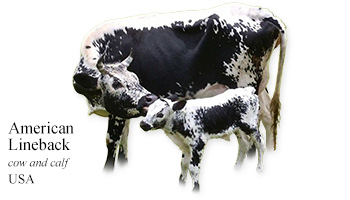 American Lineback -cow and calf- USA