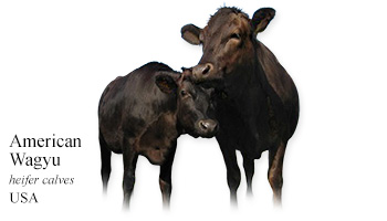 American Wagyu - heifer calves - USA