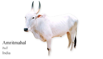 Amritmahal -bull- India