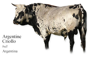 Argentine Criollo -bull- Argentina