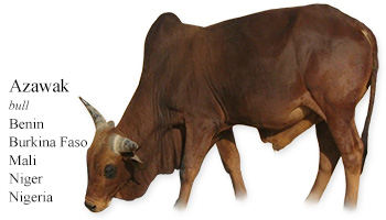 Azawak -bull- Benin/Burkina Faso/Niger/Nigeria/Mali
