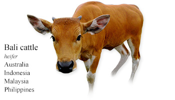 Bali cattle -heifer- Australia, Indonesia, Malaysia, Philippines