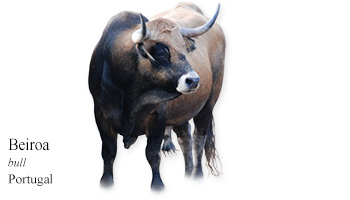 Beiroa -bull- Portugal