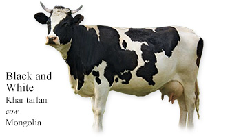 Black and White -cow- Mongolia