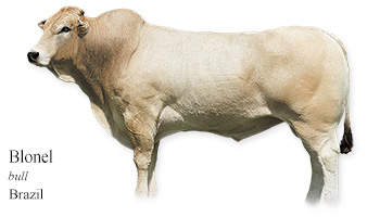 Blonel -bull- Brazil