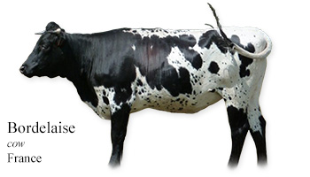 Bordelaise -cow- France