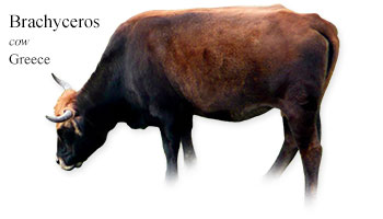 Brachykeratiki -cow- Greece
