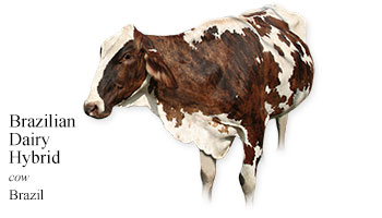 Brazilian Dairy Hybrid -cow- Brazil