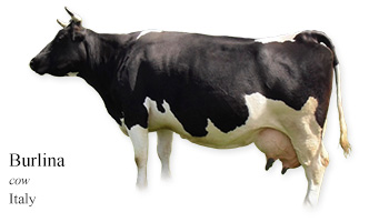 Burlina -cow- Italy