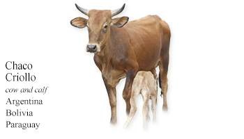 Chaco Criollo -cow and calf- Argentina/Bolivia/Paraguay