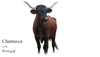 Chamusca -cow- Portugal