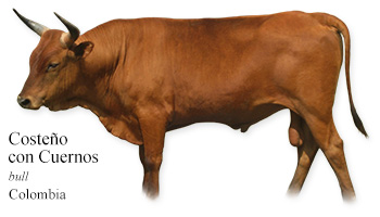 Costeño con Cuernos -bull- Colombia