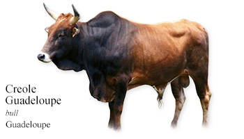Creole Guadeloupe -bull- Guadeloupe