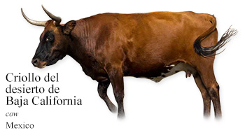 Criollo del desierto de Baja California -cow- Mexico