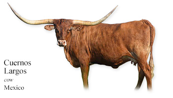 Cuernos Largos -cow- Mexico