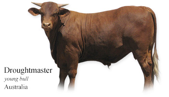 Droughtmaster -young bull- Australia