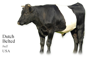 Dutch Belted -bull- USA