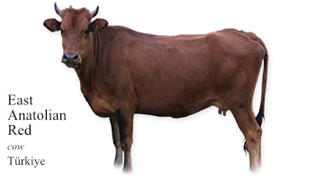 East Anatolian Red -cow- Turkey