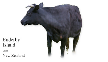 Enderby Island -cow- New Zealand