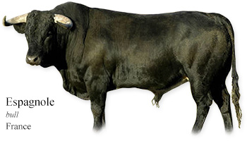 Espagnole -bull- France