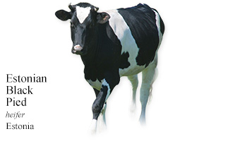 Estonian Black Pied -heifer- Estonia