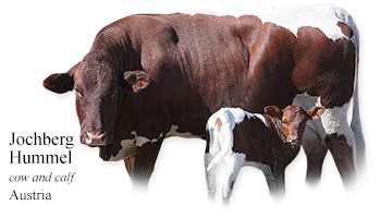 Jochberg Hummel -cow and calf- Austria