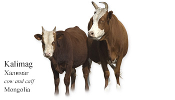 Kalimag -cow and calf- Mongolia