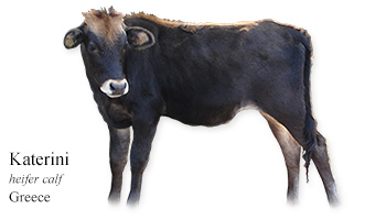 Katerini -heifer calf- Greece