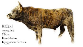 Kazakh -young bull- Southeast Asia