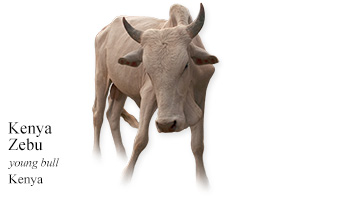 Kenya Zebu -young bull- Kenya