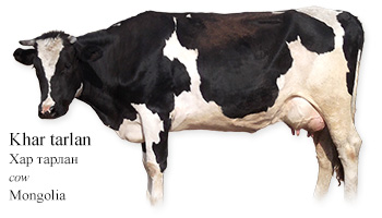 Khar tarlan -cow- Mongolia