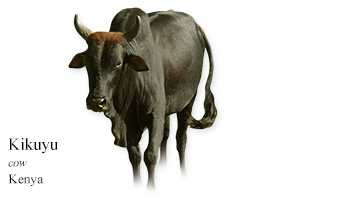 Kikuyu -cow- Kenya