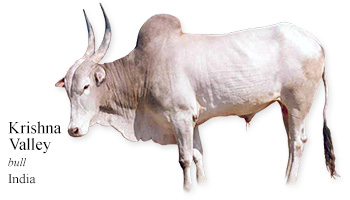 Krishna Valley -bull- India