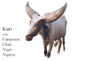Kuri -cow- Cameroon/Chad/Niger/Nigeria