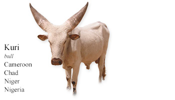 Kuri -bull- Cameroon/Chad/Niger/Nigeria