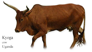 Kyoga -cow- Uganda