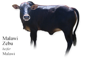 Malawi Zebu -heifer- Malawi