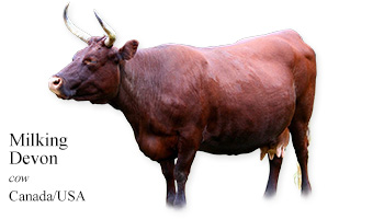 Milking Devon -cow- USA