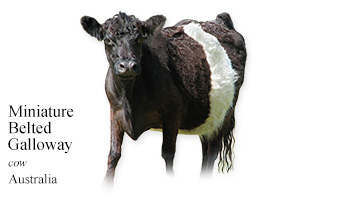 Miniature Belted Galloway -cow- Australia