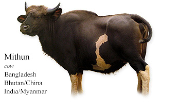 Mithun -cow- Bangladesh/Bhutan/China/India/Myanmar