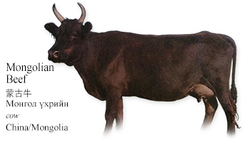 Mongolian Beef -cow- China/Mongolia